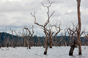 Balbina hydropower dam, cemetery of millions of dead trees.