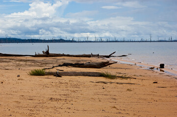 Fototapeta na wymiar beach at the Balbina hydroelectric lagoon and the cemetery of trees