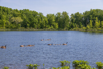 Canada Geese and goslings swimming in a lake