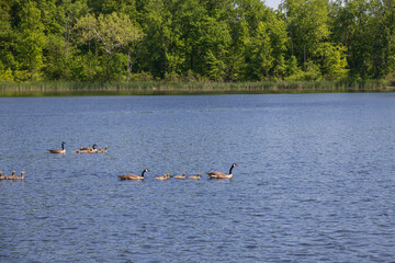 Canada Geese and goslings swimming in a lake