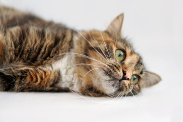 A cat on the floor. A cat's head. Relaxing cat on white background