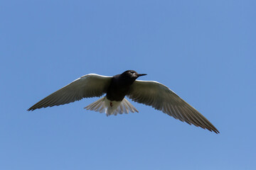 Black Tern in flight against a clear blue sky