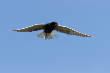 Black Tern in flight against a clear blue sky