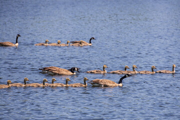 Canada Geese and chicks swimming in a lake