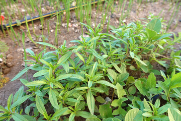 close-up thyme herb,green thyme herb,aromatic and medicinal thyme,
