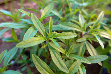 close-up thyme herb,green thyme herb,aromatic and medicinal thyme,