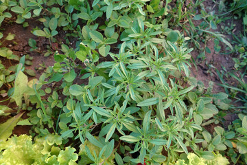 close-up thyme plant, green thyme herb, which is a medicinal herb,