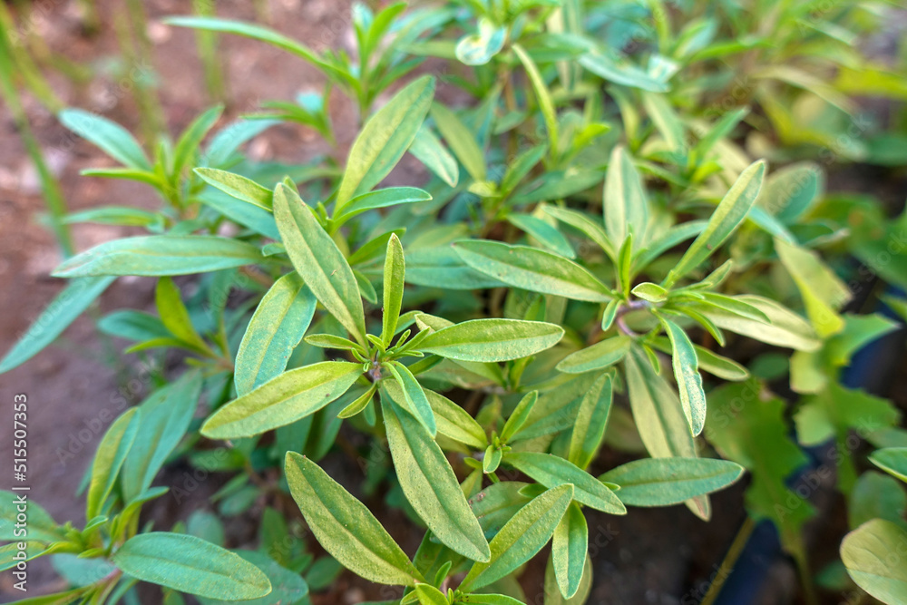 Wall mural close-up thyme herb,green thyme herb,aromatic and medicinal thyme,