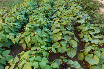 green bean plant cultivated in the garden,bean plant beginning to bloom,bean farming,
