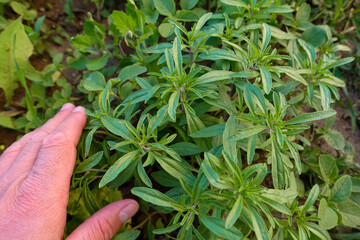 close-up thyme plant, green thyme herb, which is a medicinal herb,