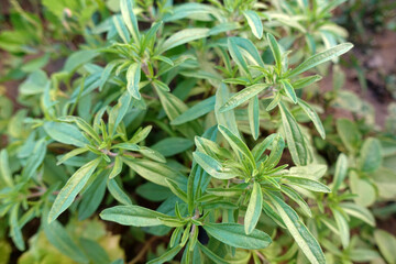 close-up thyme plant, green thyme herb, which is a medicinal herb,