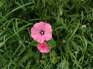 Detailed image of a vibrant pink Cosmos flower in a field of grass