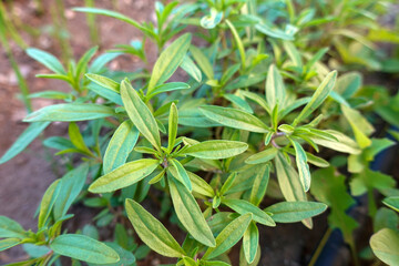 close-up thyme herb,green thyme herb,aromatic and medicinal thyme,