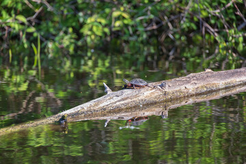 Painted turtle resting on a log in the  lake