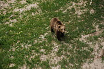 The bear is walking through the forest. Brown bear in the forest