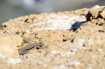 lagartija peruana, lagartija de las playas, Microlophus peruvianus - Pacific, Ica, Peru
