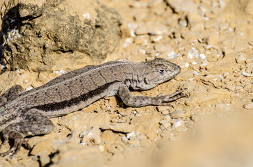 lagartija peruana, lagartija de las playas, Microlophus peruvianus - Pacific, Ica, Peru