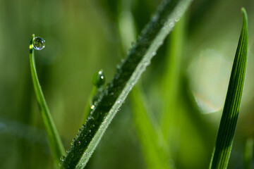 Drops in the grass