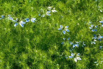 niebieskobiałe kwiaty czarnuszki, Czarnuszka damasceńska (Nigella damascena)