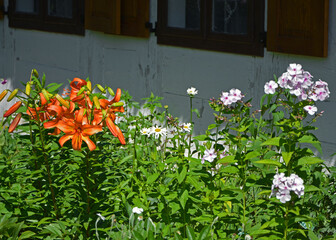 pomarańczowa lilia (lilium) i biale floksy wiechowate (Phlox paniculata), ogród wiejski  © kateej