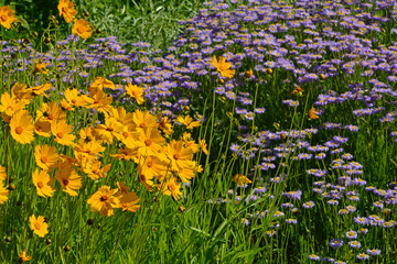 żółte kwiaty nachyłek okółkowy (Coreopsis verticillata) i fioletowe kwiaty  © kateej