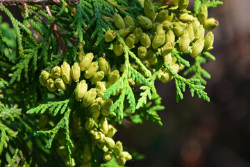 żółte kwiaty nachyłek okółkowy (Coreopsis verticillata) i fioletowe kwiaty  © kateej