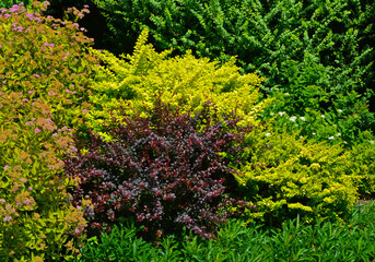 Fototapeta premium żółte i czerwone berberysy, tawuła japońska, (Berberis thunbergii, Spiraea japonica)