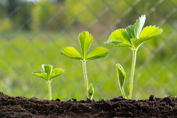 Young plant in the morning light. strawberry plant.