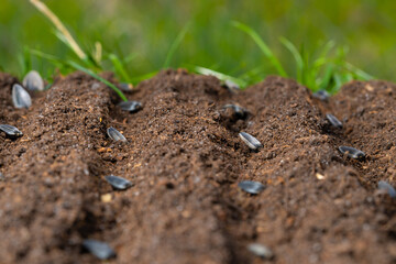 sunflower seeds planted in rows in the soil.