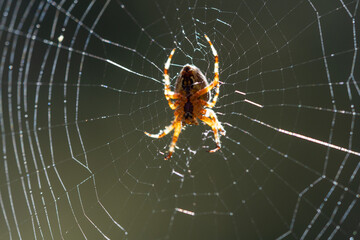 European garden spider, diadem spider, orange, crowned gyrfly Araneus diadematus in the web.