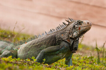 iguana on the grass in a park