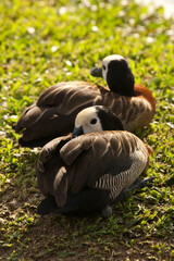 cute little ducks in the grass. White-faced whistling duck