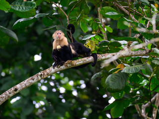 Capuchin  Monkey sitting on tree branch against green leaves