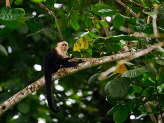 Capuchin  Monkey sitting on tree branch against green leaves