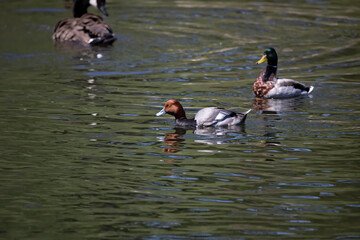 Male redhead (Aythya americana), north American Waterfowl. Americam migration bird.