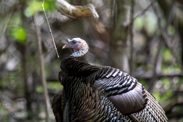 The wild turkey (Meleagris gallopavo). The bird native to North America.