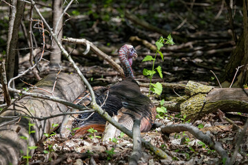 The wild turkey (Meleagris gallopavo). The bird native to North America.