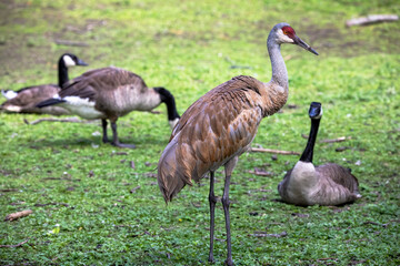 The Sandhill crane (Antigone canadensis)  and Canada geese (Branta canadensis) on the park