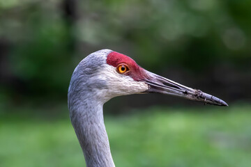 The sandhill crane (Antigone canadensis)  head detail