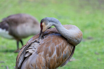 Fototapeta premium The sandhill crane(Antigone canadensis) . Native American bird a species of large crane of North America 