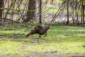 The wild turkey (Meleagris gallopavo). The bird native to North America.