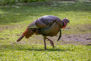 The wild turkey (Meleagris gallopavo). The bird native to North America.