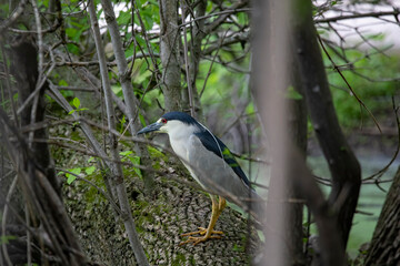 Naklejka premium The black-crowned night heron (Nycticorax nycticorax) 