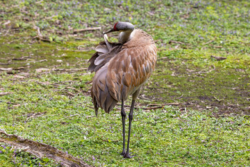 The sandhill crane(Antigone canadensis) . Native American bird a species of large crane of North America 