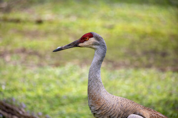 Naklejka premium The sandhill crane(Antigone canadensis) . Native American bird a species of large crane of North America 