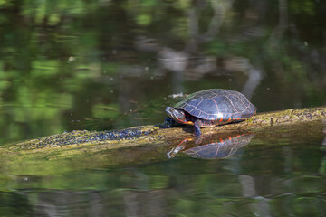 Painted turtle resting on a log in the  lake