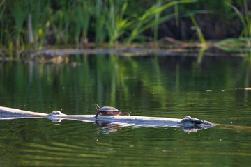 Painted turtle resting on a log in the  lake