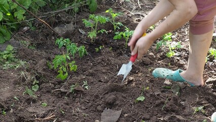 Human hands are planting tomato sprouts in a greenhouse. Farming and planting concept. Woman planting seedlings in her own garden with a shovel and watering the sprouts