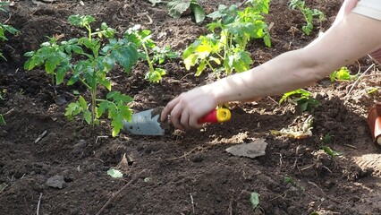 Human hands are planting tomato sprouts in a greenhouse. Farming and planting concept. Woman planting seedlings in her own garden with a shovel and watering the sprouts