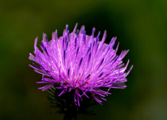 flower of a thistle